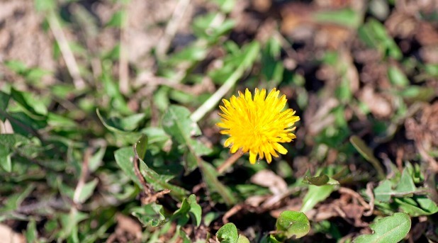 野菜|春天挖野菜,送你56种野菜大图片,带你见识不同的野菜和吃法