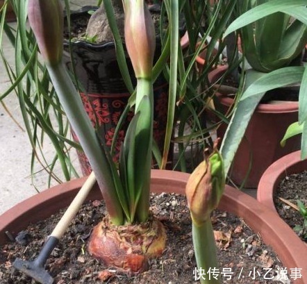 10种花,别着急往屋里搬,放外面冻20天,明年开花才旺