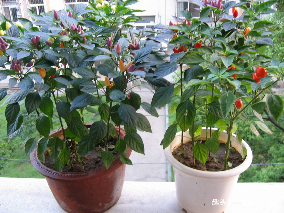 五彩椒|乡下这种“野草”,曾经路边没人要,如今大家看到抢着挖,特珍贵