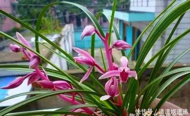 中国美食|旧筷子养花真不错,直接插在花盆里,这次浇水心里有数了