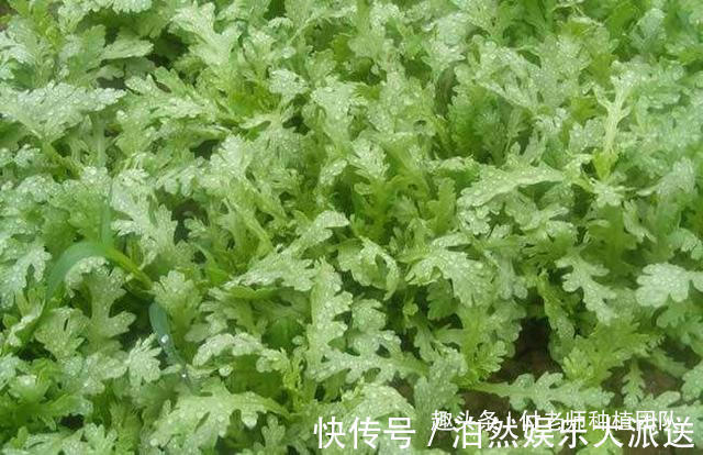 技巧|种茼蒿，采收时连根拔起教你1个技巧，茼蒿摘完一茬又一茬
