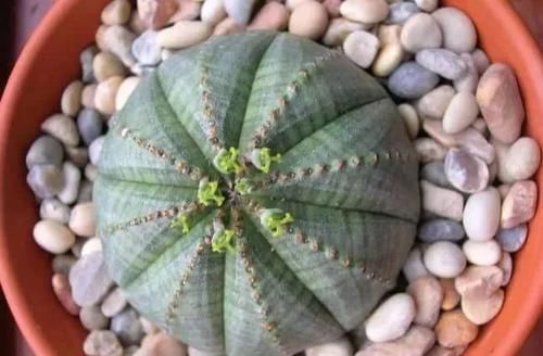 布纹|10种长相很怪异的盆栽植物,都很适合养在花盆里
