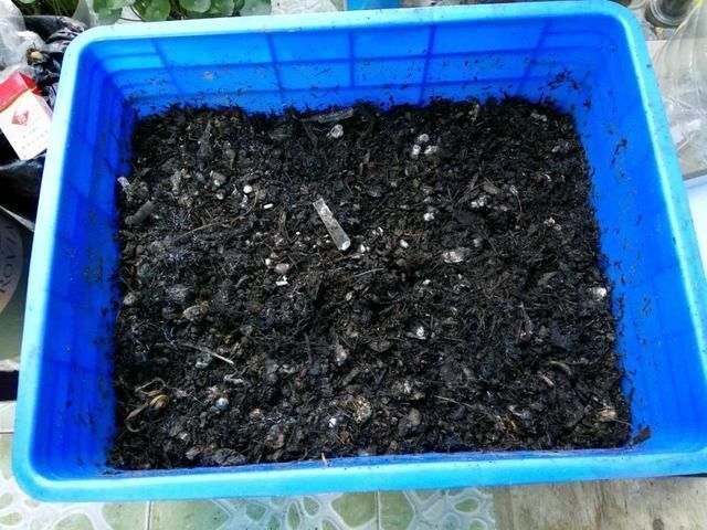 1粒小药片,碾碎丢水里,花像吃了兴奋剂疯长