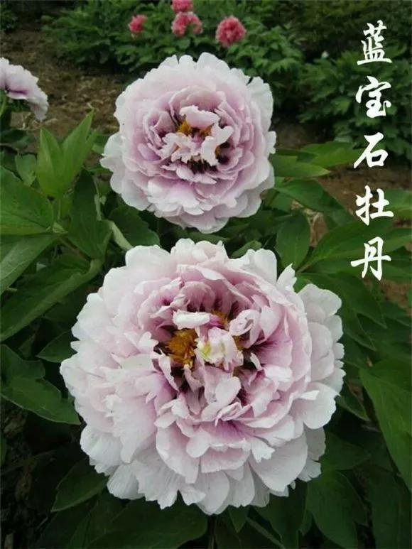 喜欢牡丹花，却一不小心买到芍药！附牡丹花品种图鉴大全