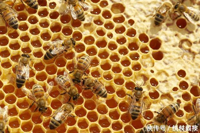 养胃|幽门螺杆菌“大冤家”，不是大蒜，常吃不仅除菌养胃，胃很舒服