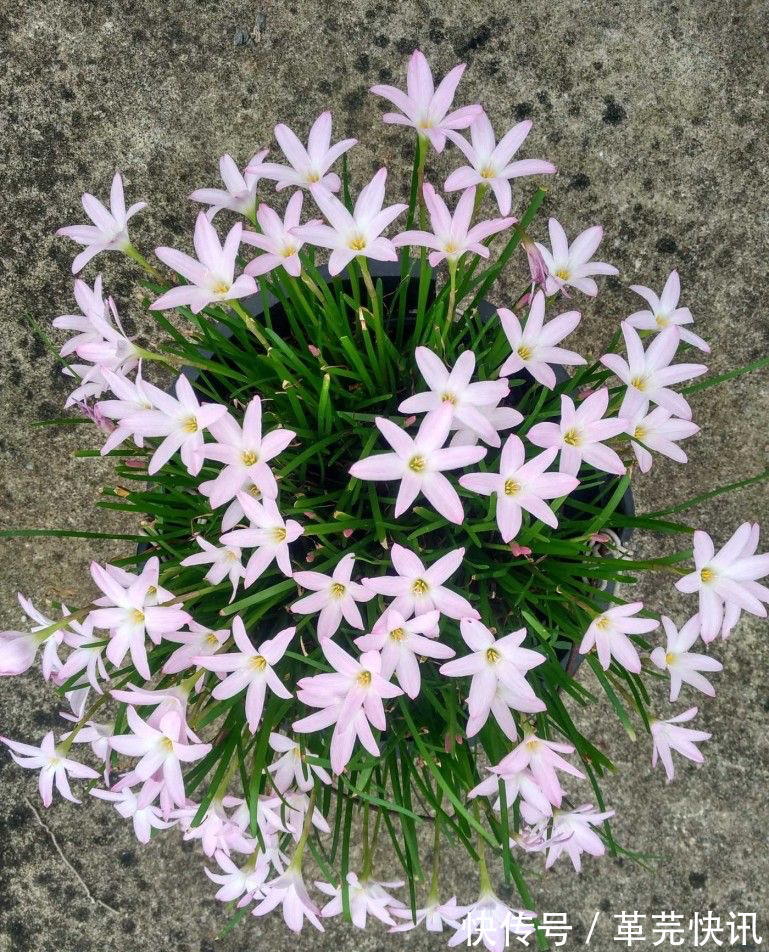风雨兰|3种花,越热越开花,越晒越开花,花色丰富又鲜艳