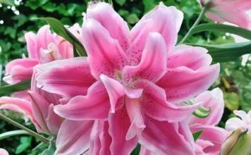 她养了1种花,开花漂亮,香味浓郁,老远就能闻到香!