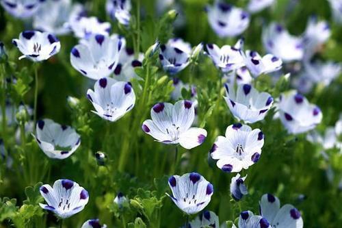 花卉|几款花卉养在家里,四季繁花似锦,花开枝繁叶茂