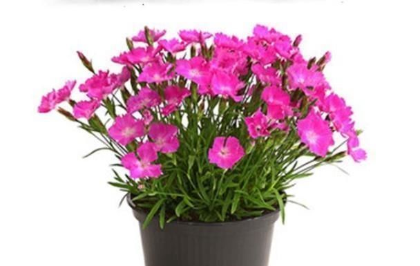 种植|这花一年可开花300天,盆栽或庭院花坛均可种植,耐热又耐寒