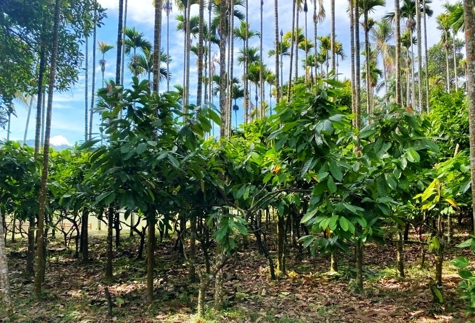 热带经济|美丽的植物园，独特的植物景观——游兴隆热带植物园