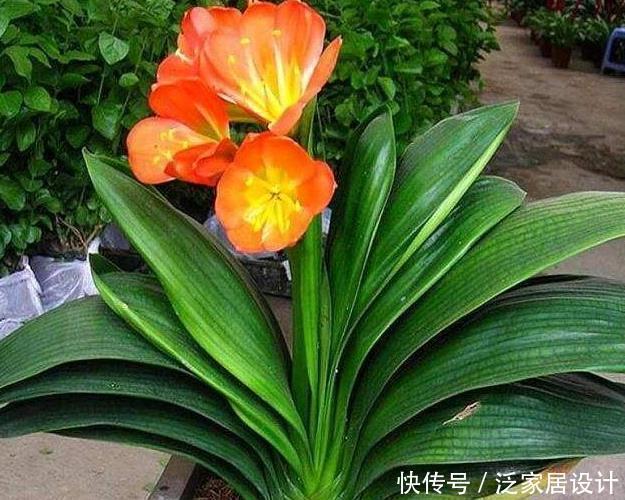 土壤|“翩翩”君子兰总是烂根土壤里撒点“它”,肉根白胖不腐烂