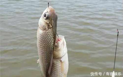 漂相|了解鲫鱼吞饵的3个步骤,方可准确提竿,成天爆护而归