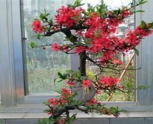 3种漂亮盆景,2年长成老桩,高端大气上档次,是家庭盆栽佳品