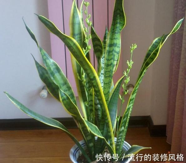 卧室|养花要会挑选，3种花养人，卧室养1盆，不失眠、睡得香
