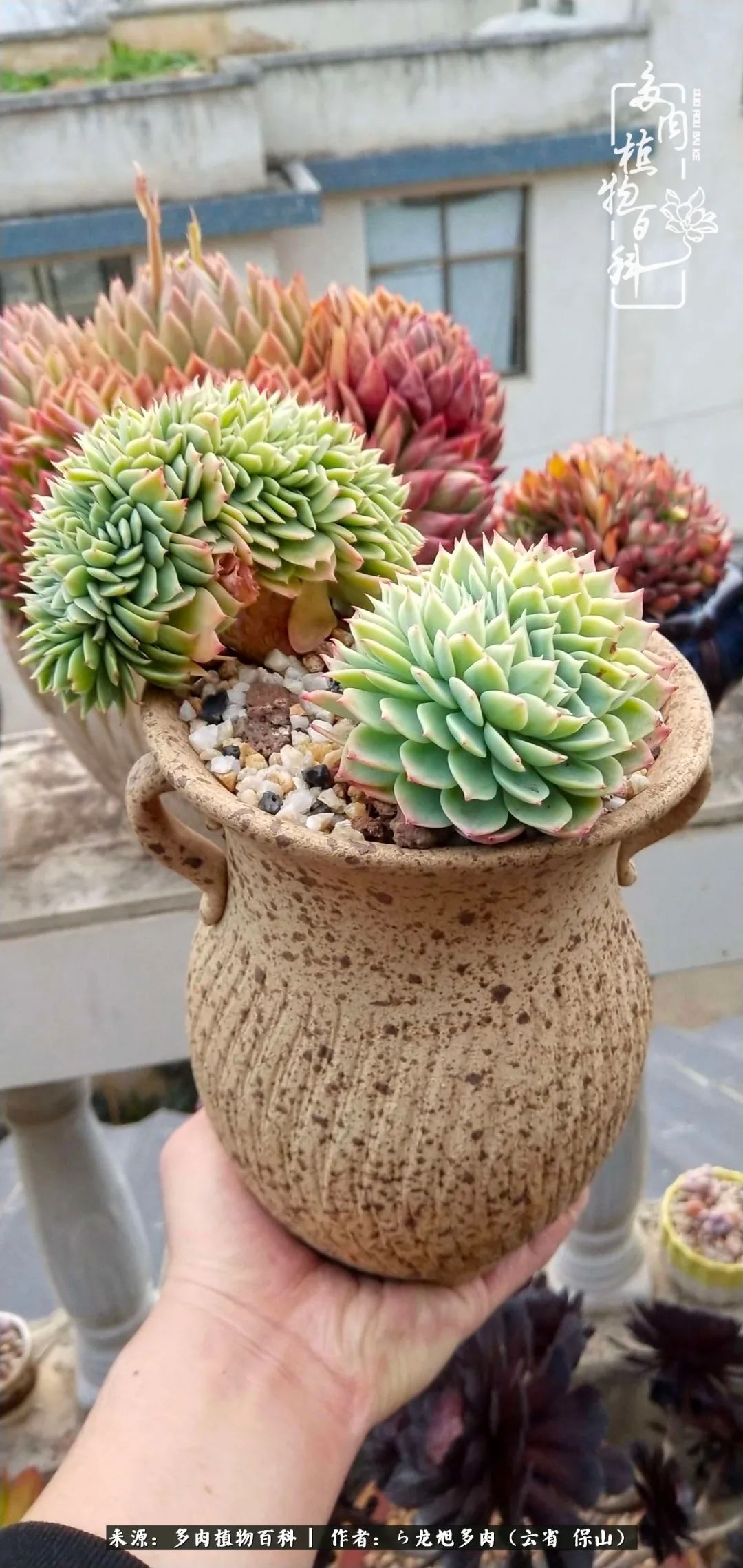 叶片|美了，美了！当秋天的风吹向你我的多肉！