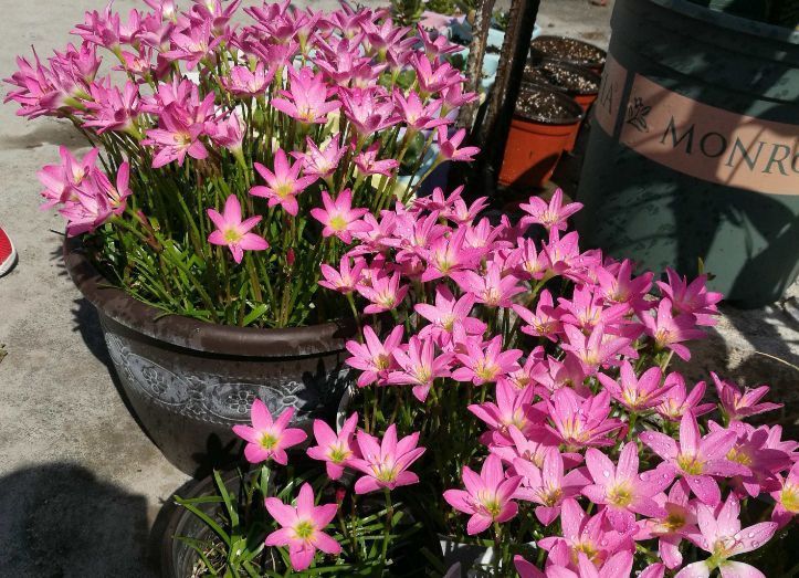 这种兰花是天生的“水鬼”，立春后搬出屋，多淋淋雨可早点开花