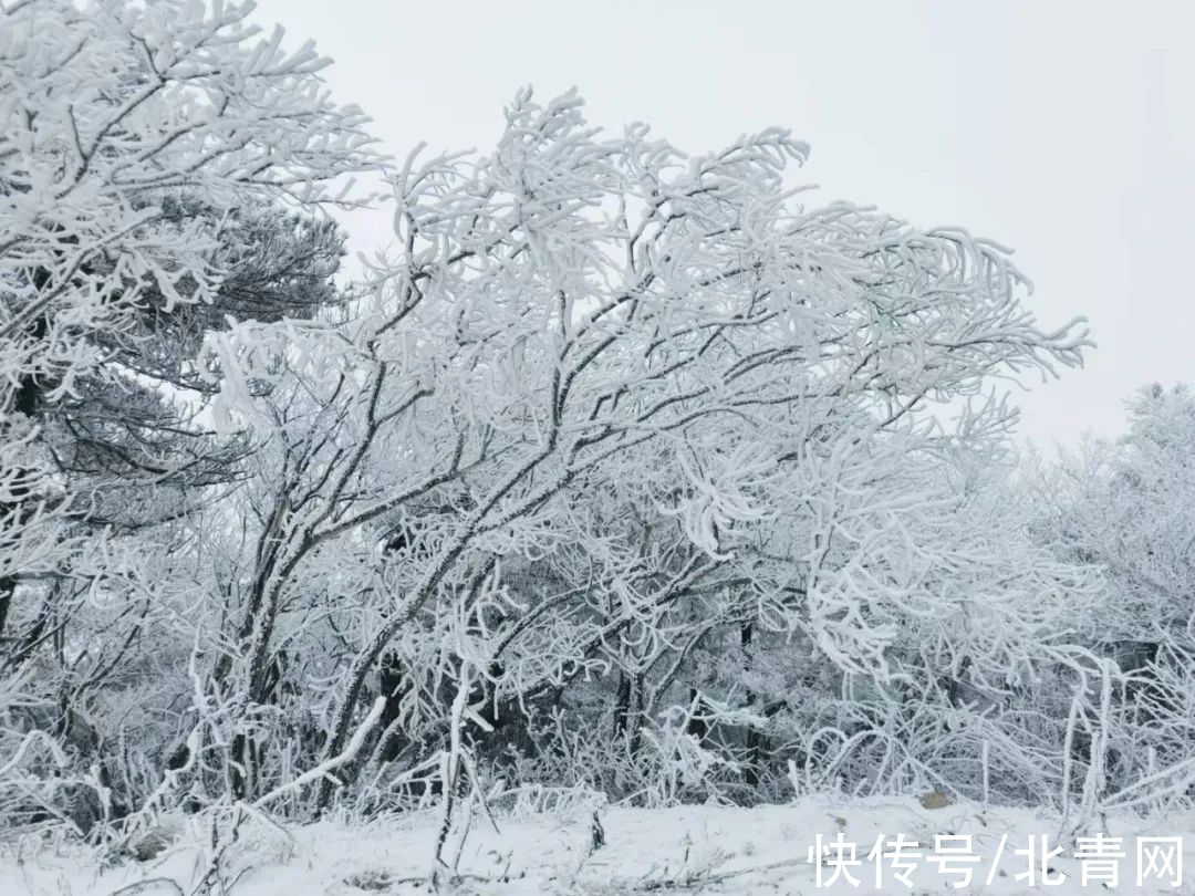 云海|太美了！台州最新雪景！括苍山跌至-10℃，再现云海奇观