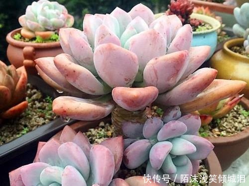多肉翻盆后如何养护要点都在这里了，学会了顺利服盆！