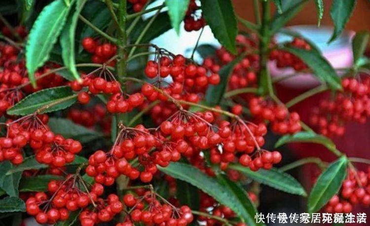 红果期|4种花,美得“倾国倾城”,妖艳妖娆,层层交叠,烂漫迷人眼