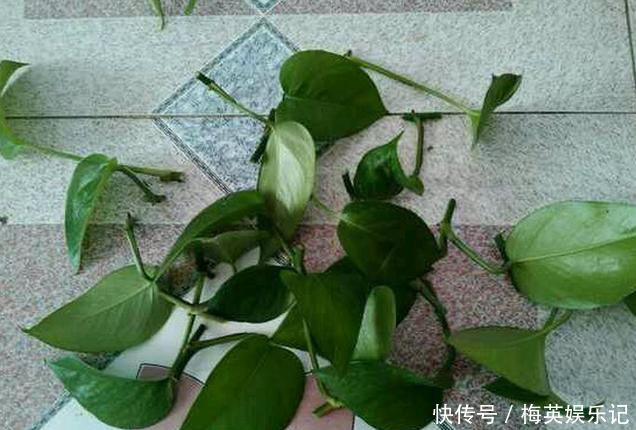 绿萝越养越差,就差成光杆了学会这3招,起死回生再爆盆!