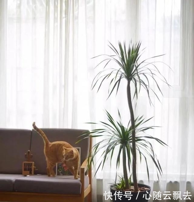 快过年了,6种“招财树”不能少,家里养几棵,招福又招财