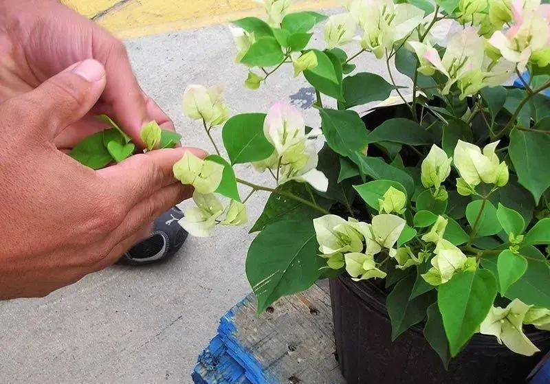 10种花，现在抓紧剪，更抗冻、好过冬！