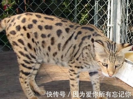 俄罗斯猪人是真的吗?认识那些真实存在的