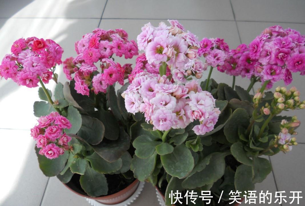 养长寿花，掌握住这5点要求，植株花开满枝，不再限于冬日