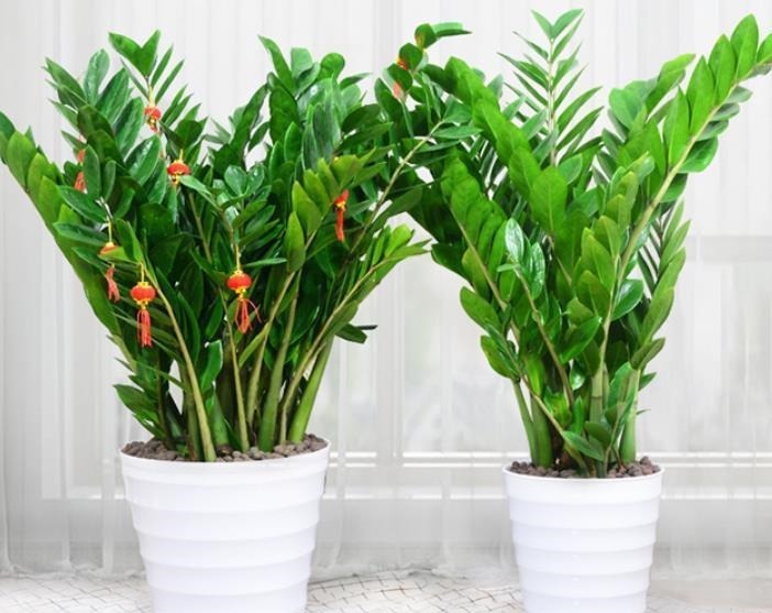 不管穷人富人,客厅建议摆放“3种花”,不贵而且寓意好