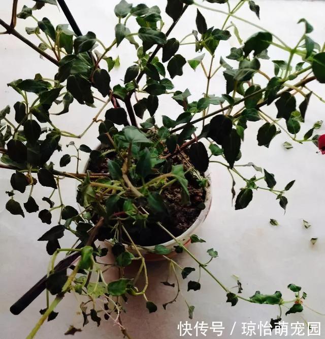 被称为“夏必死”的7种花，逛花市咱“绕着走”