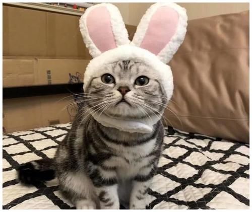 美短和狸花猫有哪些区别 别傻傻分不清楚了 快资讯