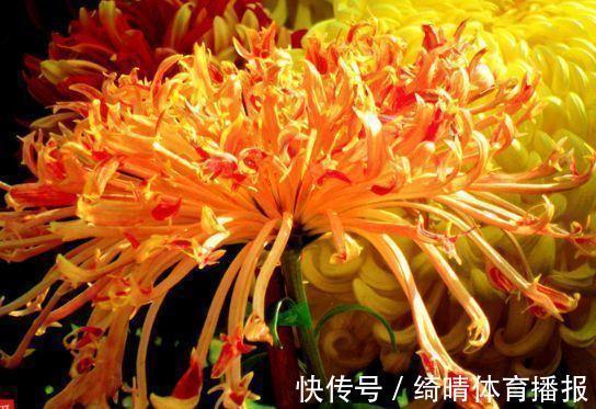 彩龙爪|喜欢玫瑰,不如养盆彩龙爪,似彩龙出海,资貌绝伦