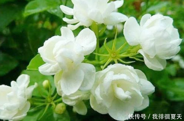 女性爱美,坚持吃“3朵金花”,排出毒素,净化血液,滋养子宫