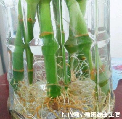 用1种药片水浇花,越浇土壤越疏松,花卉长得旺、不黄叶