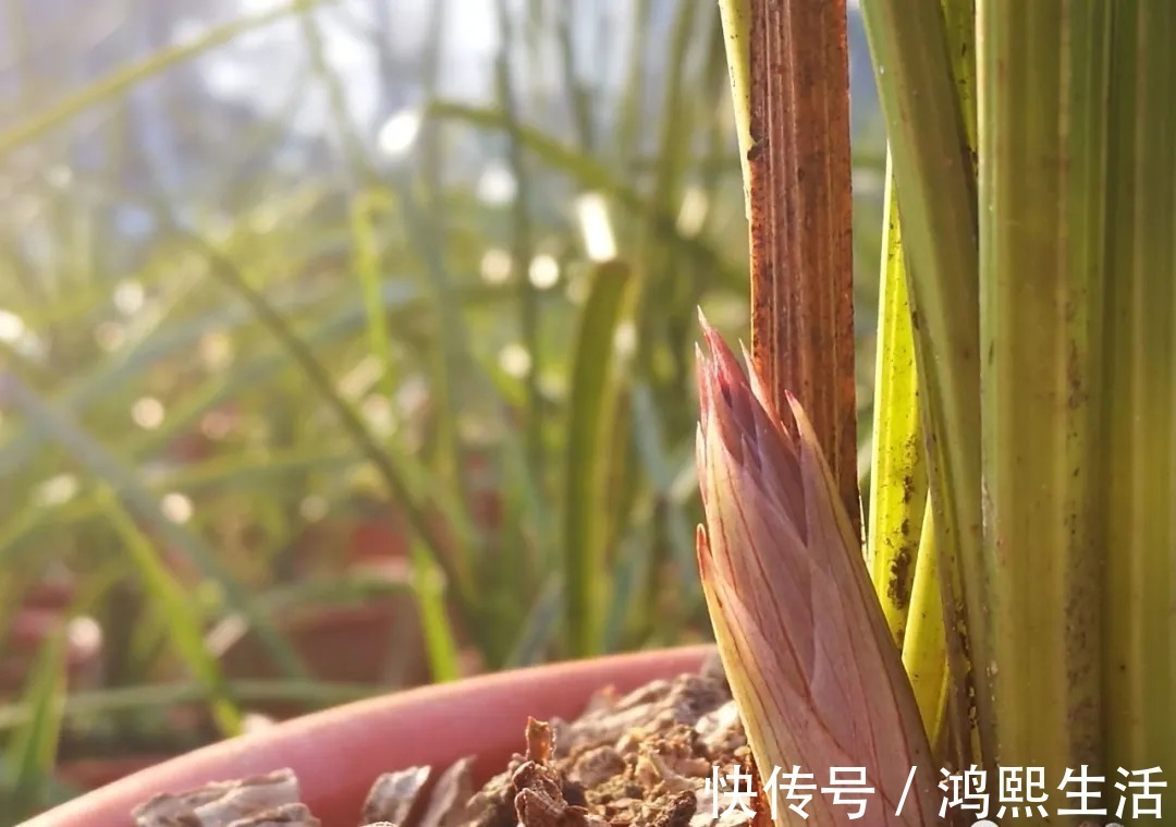 一个错|夏天太热，养兰花如果犯一个错，可能导致难孕蕾、不开花