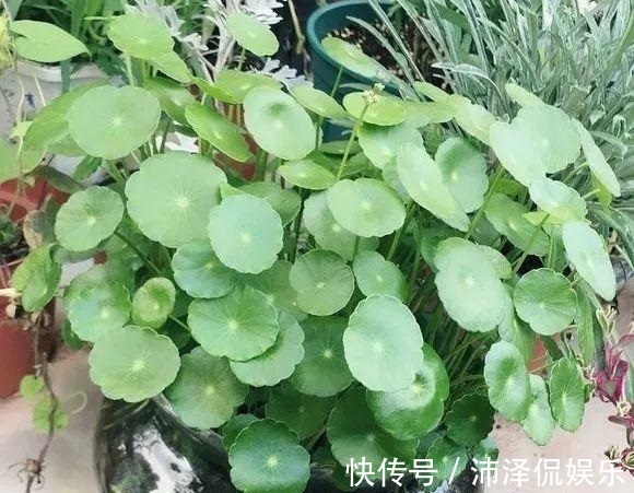 红薯|养5种花卉，没土就能活，“只浇水”嗖嗖爆盆，变成“绿窗帘”