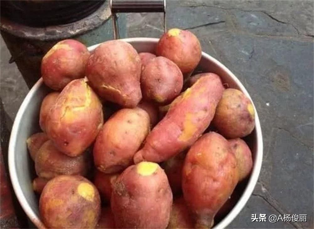 技术|真全粮小型作坊：地瓜可以做酒吗，地瓜酿酒技术
