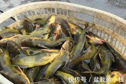 营养|这3种鱼自带重金属,价格虽然便宜,但营养低伤身体,别乱吃!