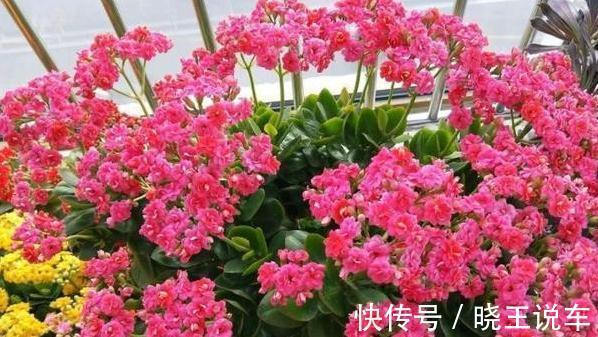 长寿花换盆，这样操作，开花多不烂根