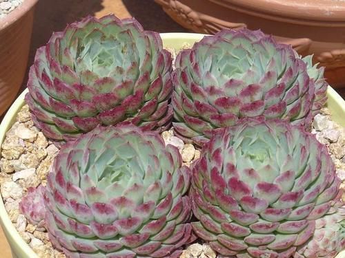 佳人|买多肉别只听名字,这6种多肉一个品种好几个名,擦亮眼睛别上当