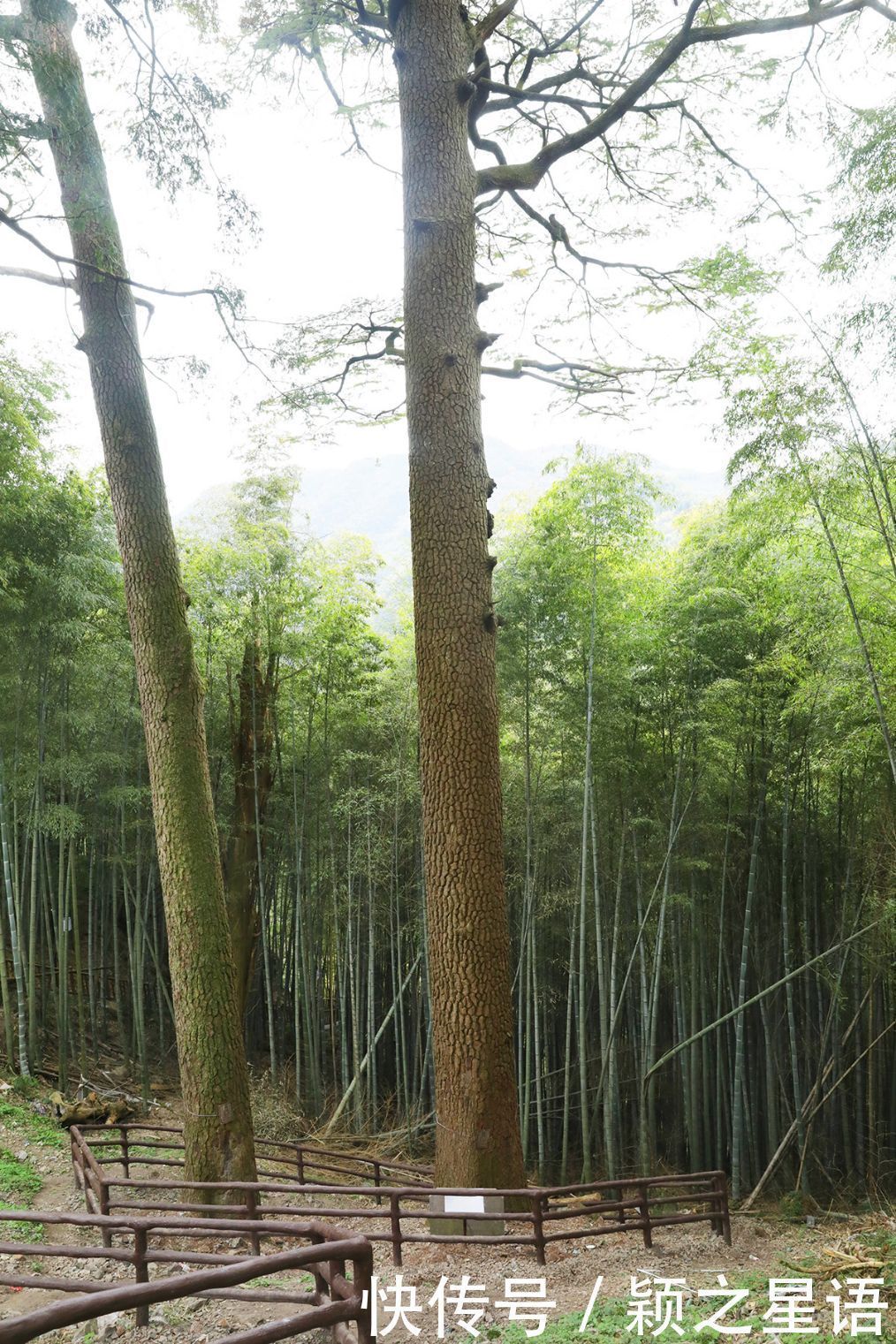 四明山赏秋胜地，茅镬秋色，至今游历25次