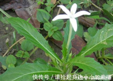 野草|农村的1种野草，人称“安眠草”，药用价值高，治失眠效果好