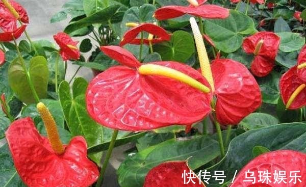 红掌长侧芽,这样处理,老叶不发黄,新叶蹭蹭冒,一叶一花开爆盆