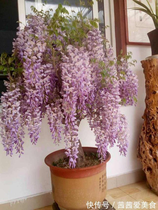 盆栽|客厅有树,十有九富!6种“富贵树”,贵气好养,旺家又吉利