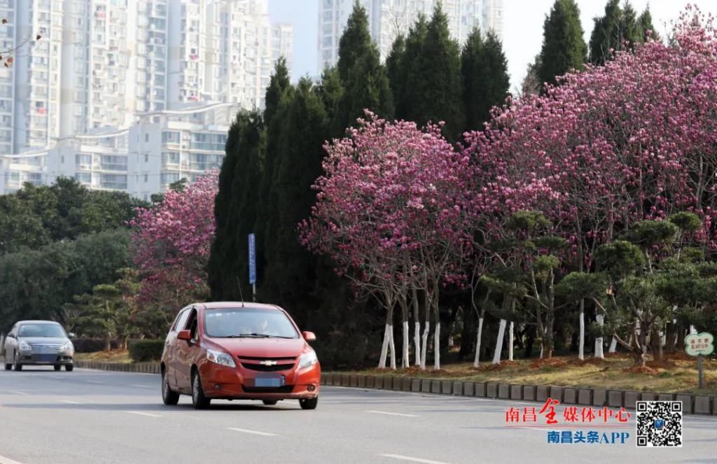 精华|太美了！近处风景！花样南昌……