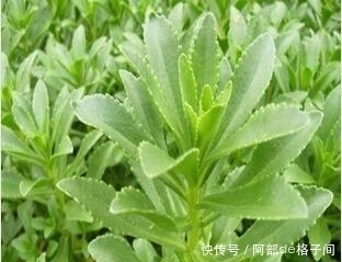 养心|中医宝典：救心菜，养心、平肝、降血压