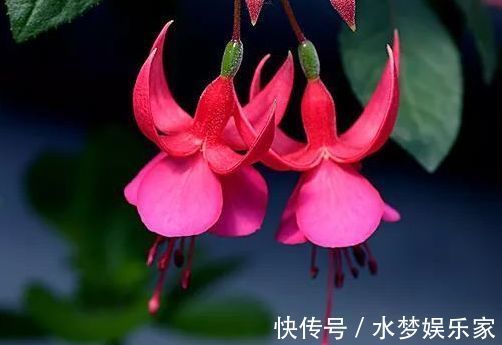 花姿|喜欢牡丹，不如养高端花卉”火柴“拔克西木，形似火柴，花姿俊美