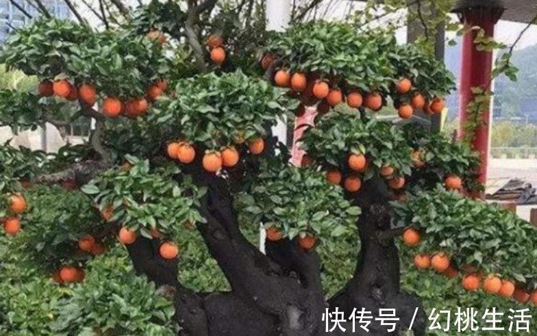 镇宅|有钱人都养3种花,镇宅又旺财,好养漂亮,养在客厅最合适