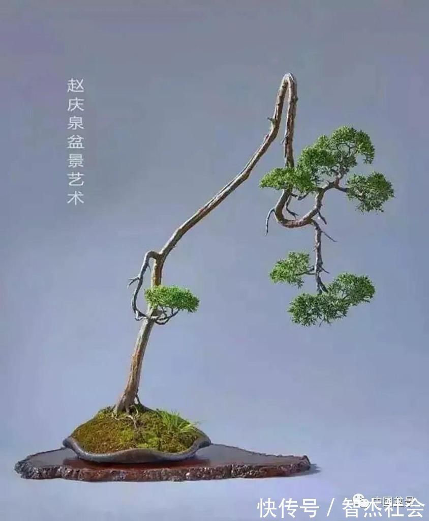 盆景@赵庆泉:请别叫我“大师”,我就是个“做盆景的”