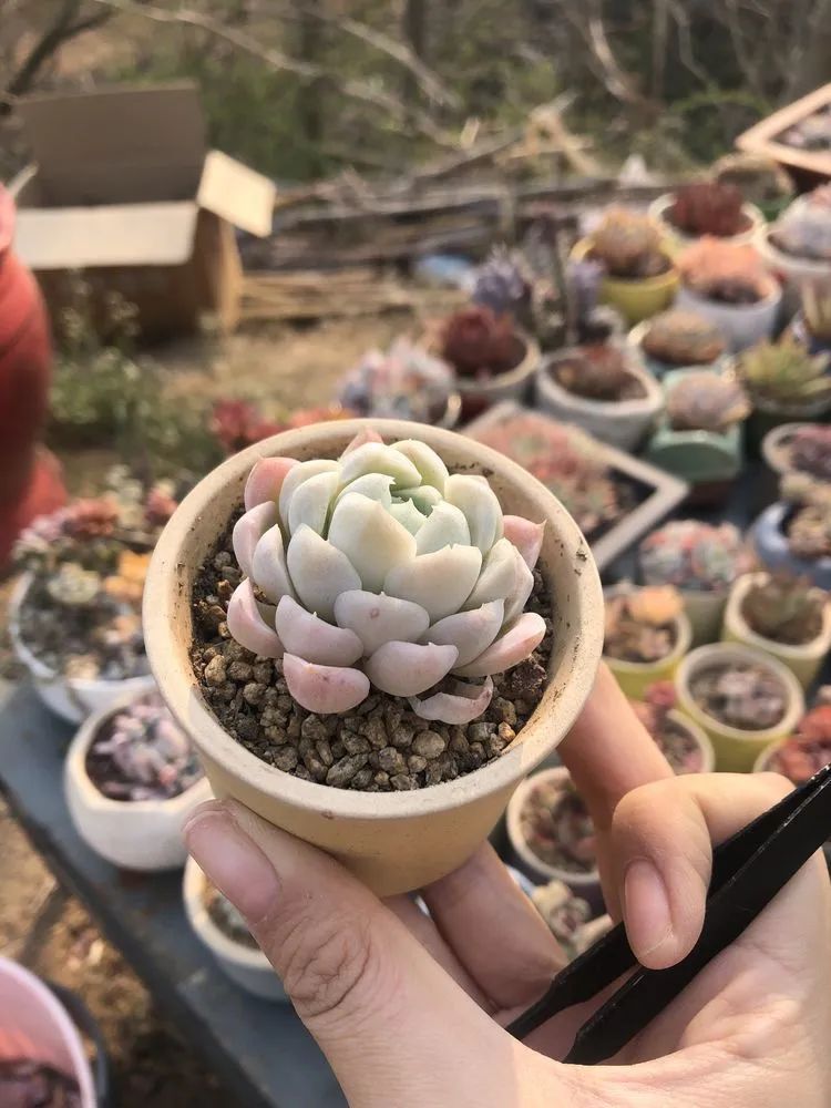 白月影|多肉小白三年励志对比养自己的花,爱自己的宇宙!